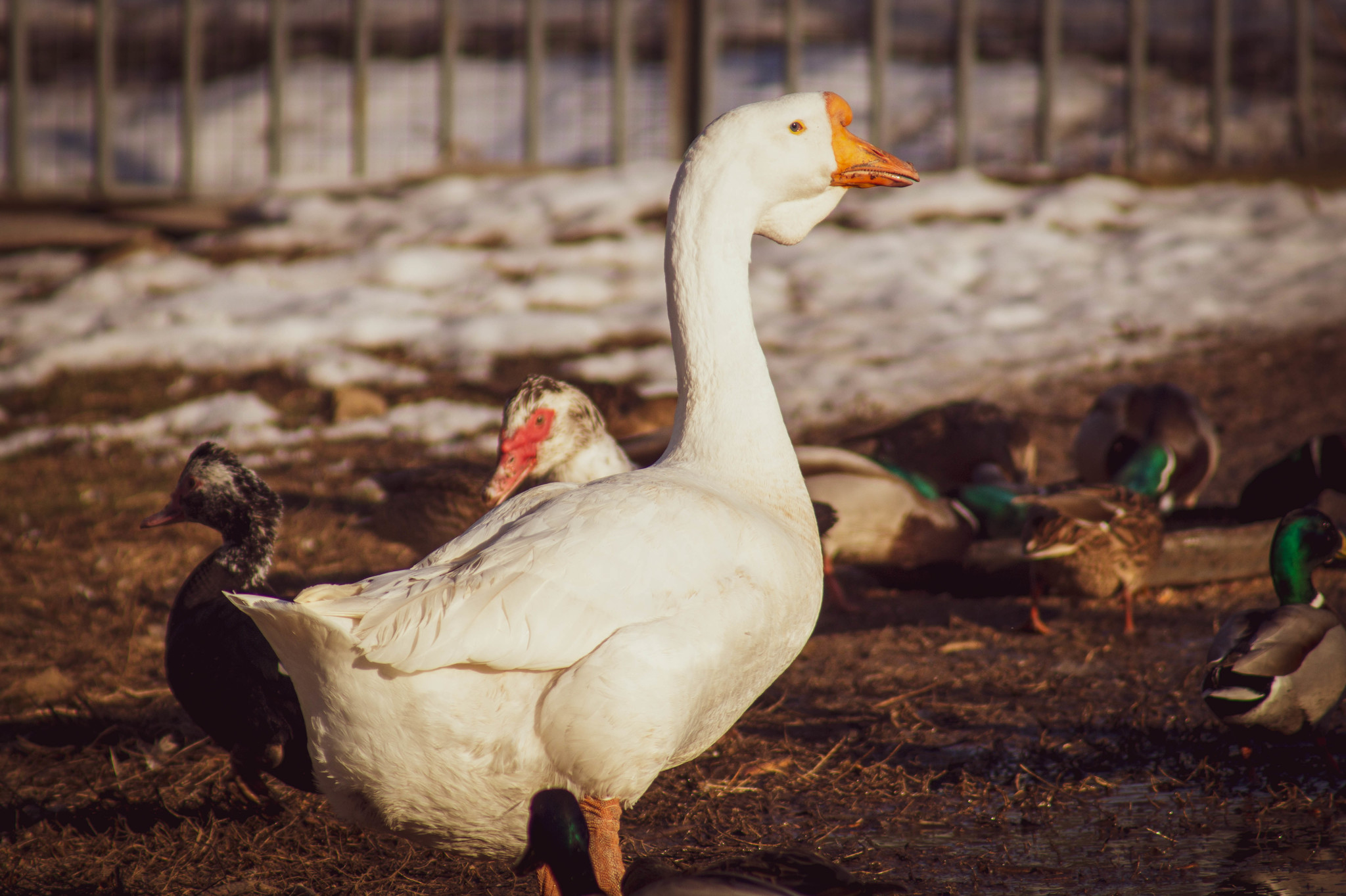 Winter. Rostov-on-Don. Zoo - My, Rostov-on-Don, Zoo, I want criticism, Longpost, Animals, Birds, The photo