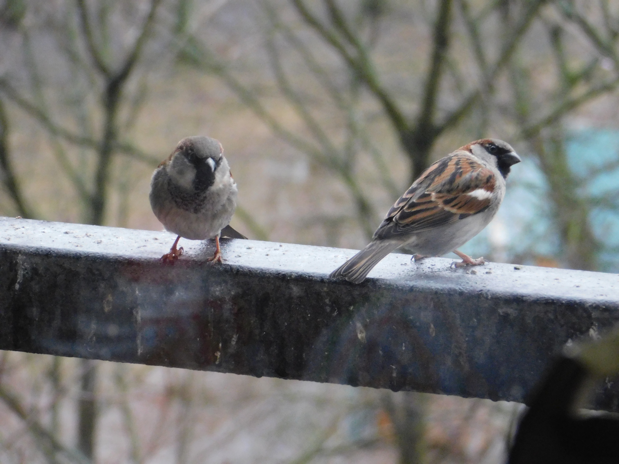 House sparrows on the balcony - My, Sparrow, Bird watching, Saint Petersburg, Ornithology, Longpost