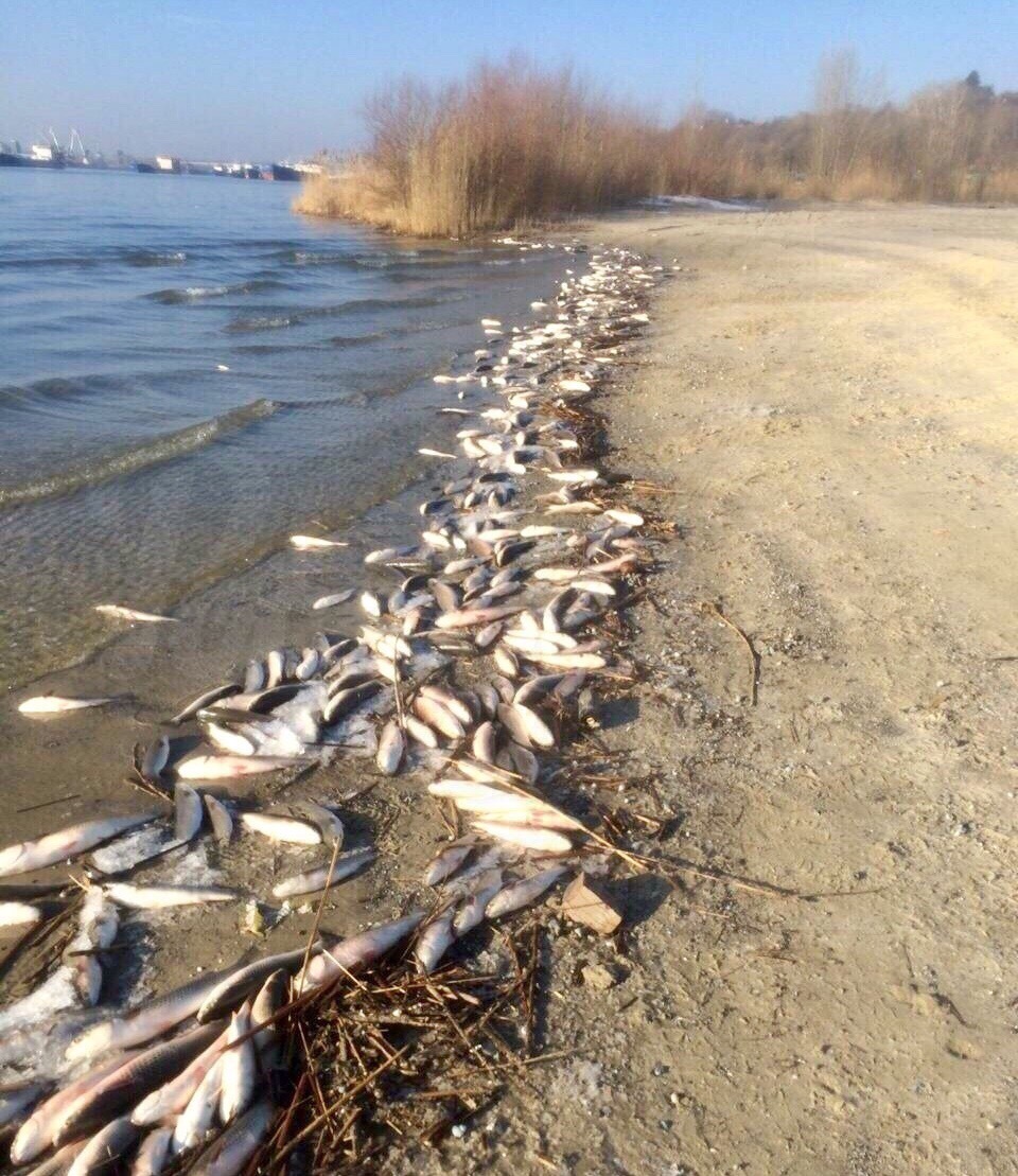 Ростов-на-Дону. Массовый мор пиленгаса в реке Дон - Моё, Ростов-на-Дону, Экологическая катастрофа, Видео, Длиннопост