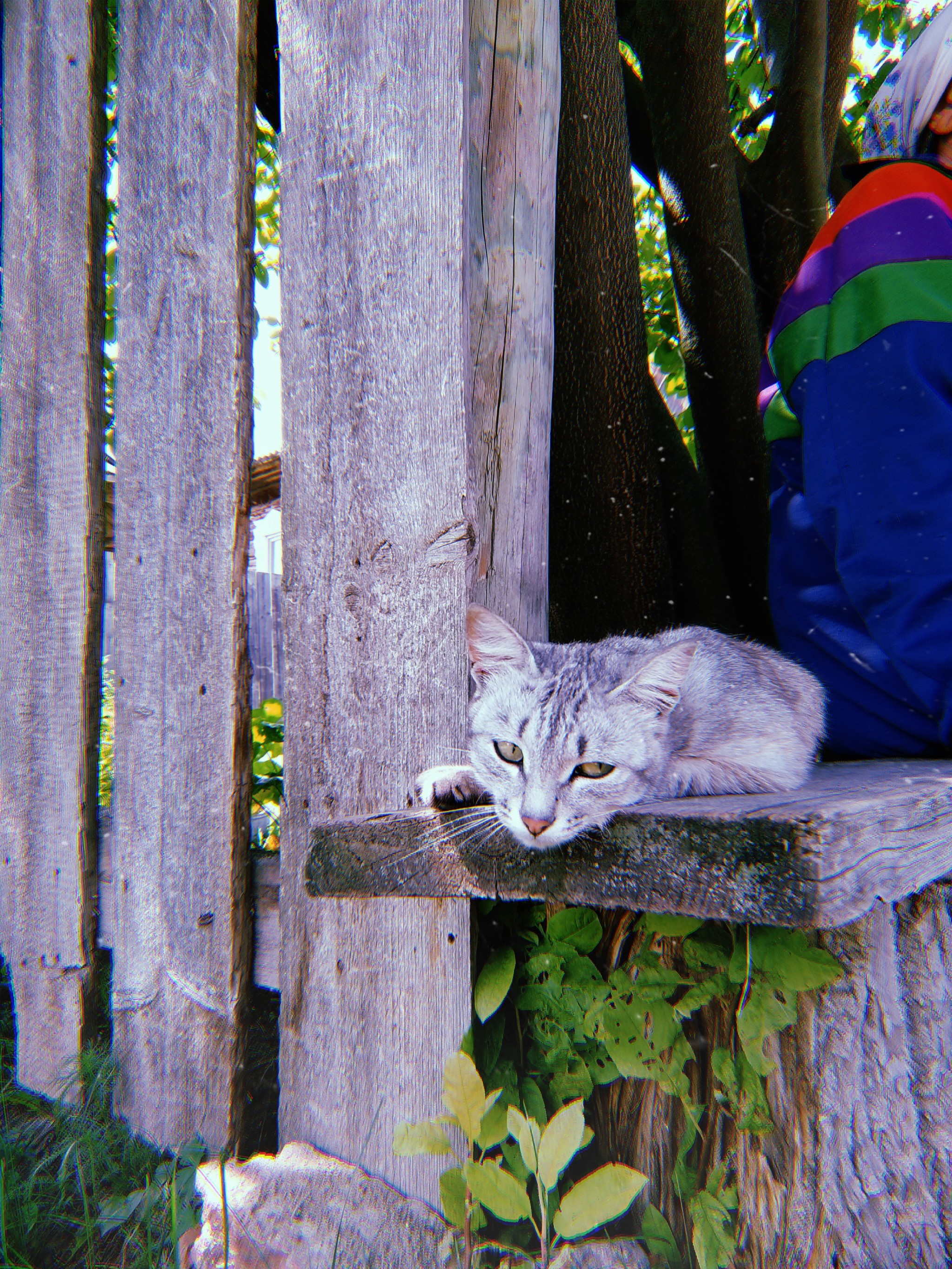 Summer at home - Summer, House, Village, cat, Relaxation, Longpost