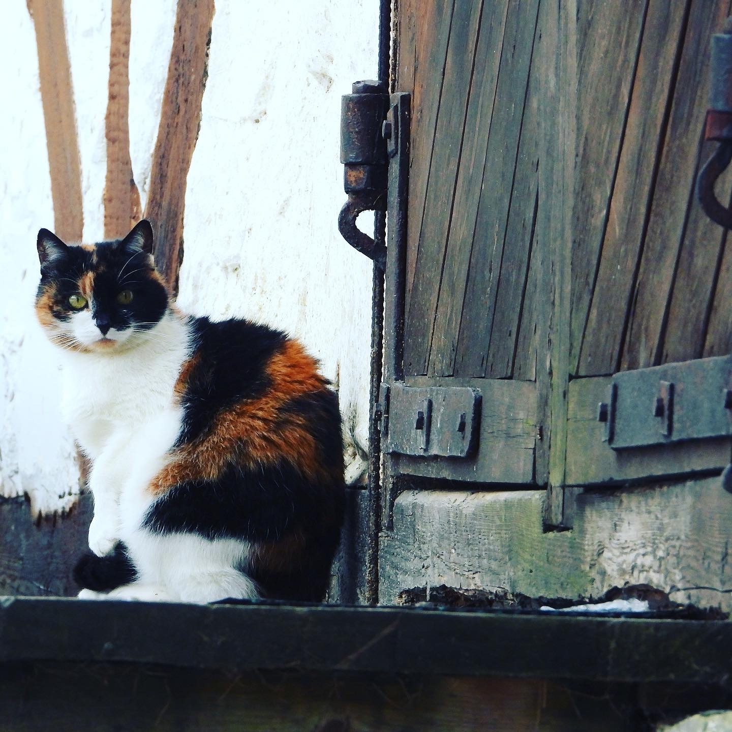 Kitty - Three-flowered - My, cat, Fat cats, Village, The photo, Tricolor cat