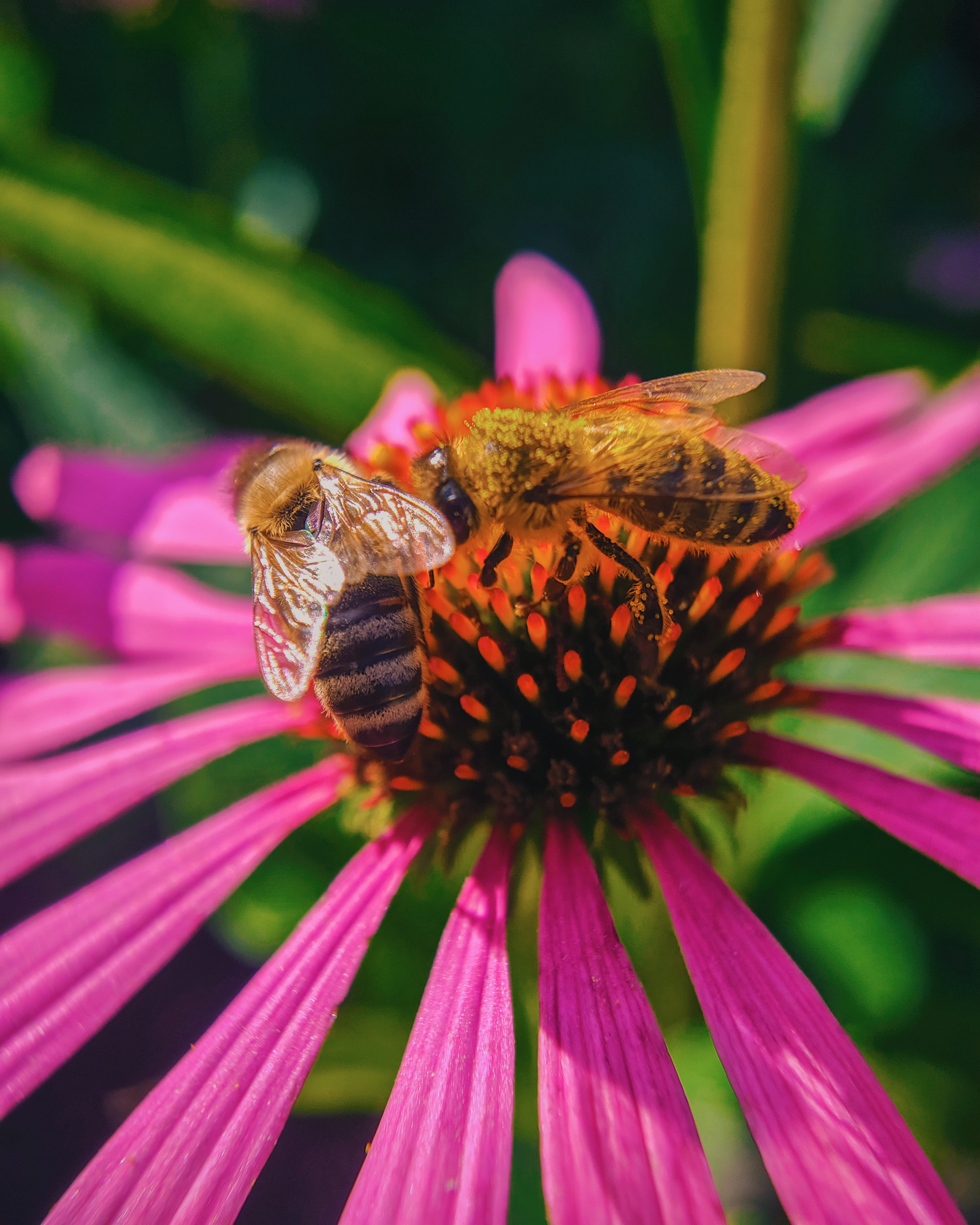 Reply to Indian Guy Takes Amazing Macro Photos of Insects Using His Smartphone - My, The photo, Mobile photography, Macro photography, India, Insects, Reply to post, Longpost