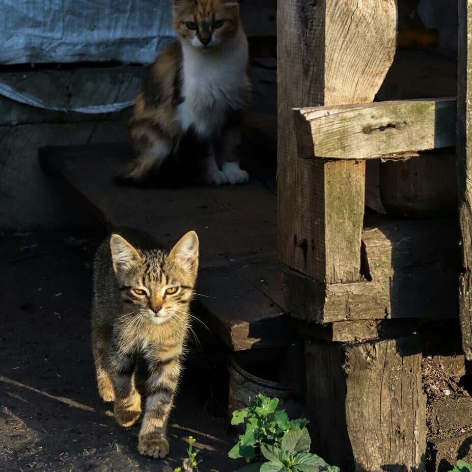 Деревенские коты - Моё, Кот, Котомафия, Длиннопост