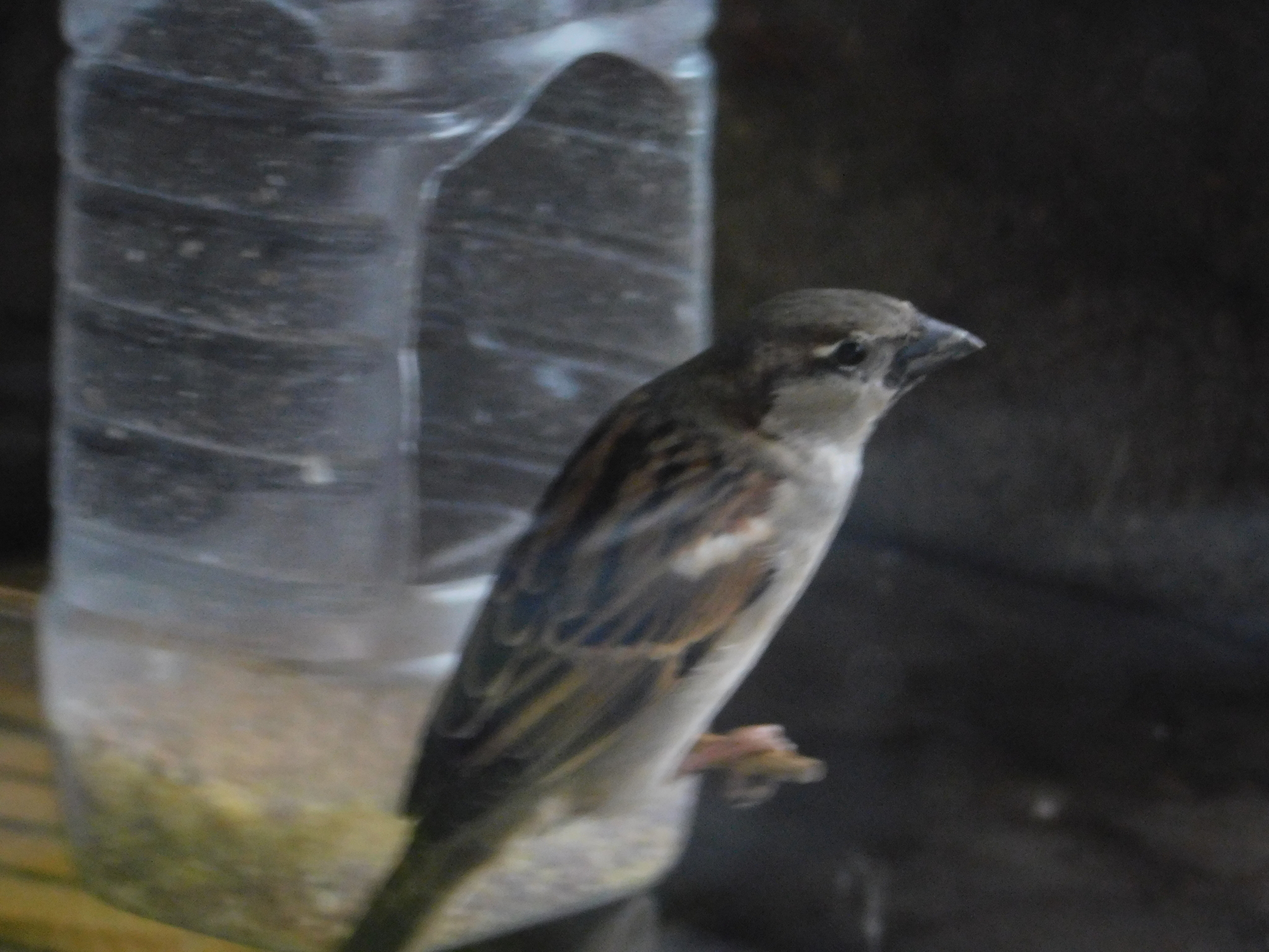 House sparrows on the balcony - My, Sparrow, Bird watching, Saint Petersburg, Ornithology, Longpost