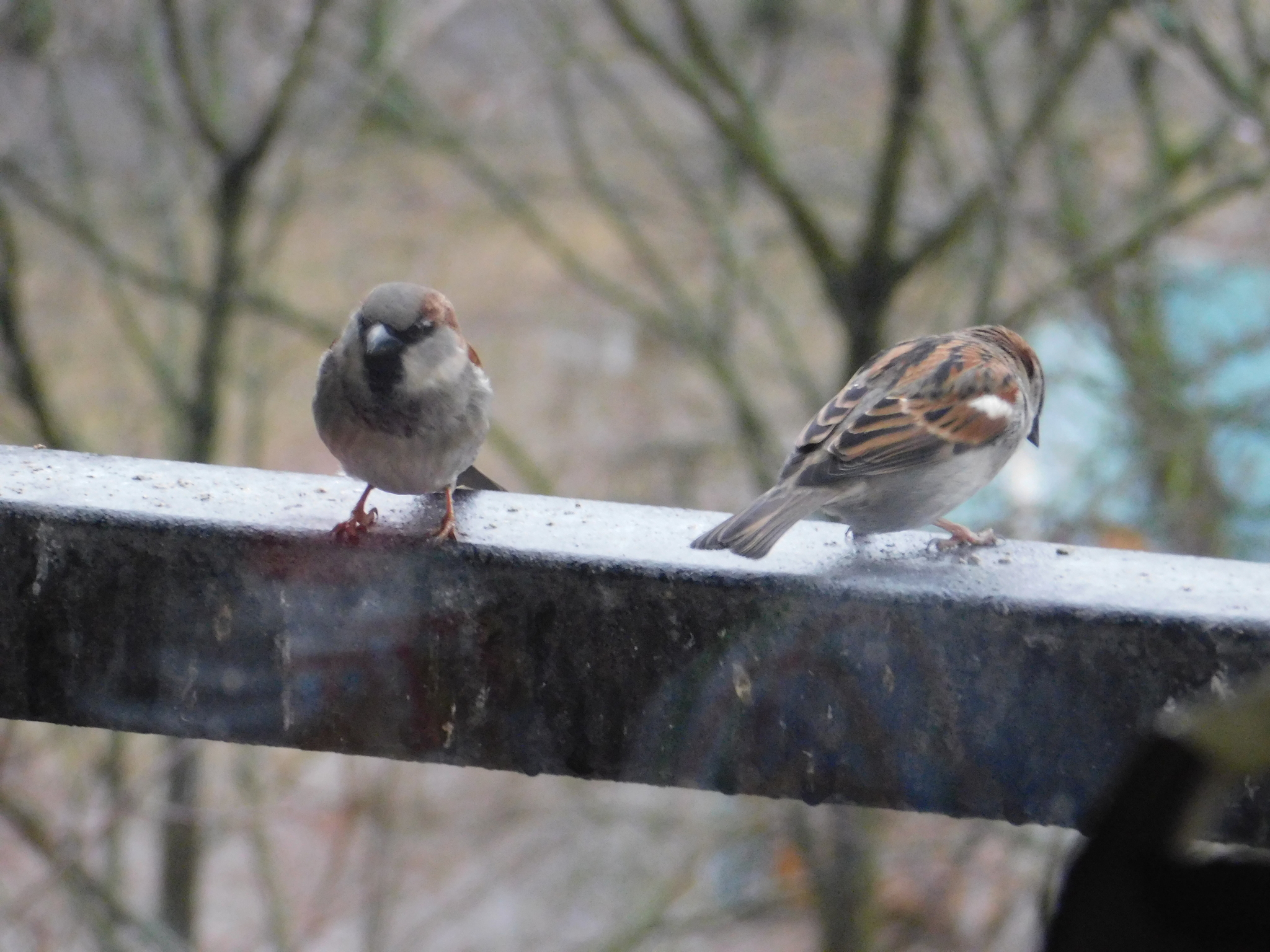 House sparrows on the balcony - My, Sparrow, Bird watching, Saint Petersburg, Ornithology, Longpost