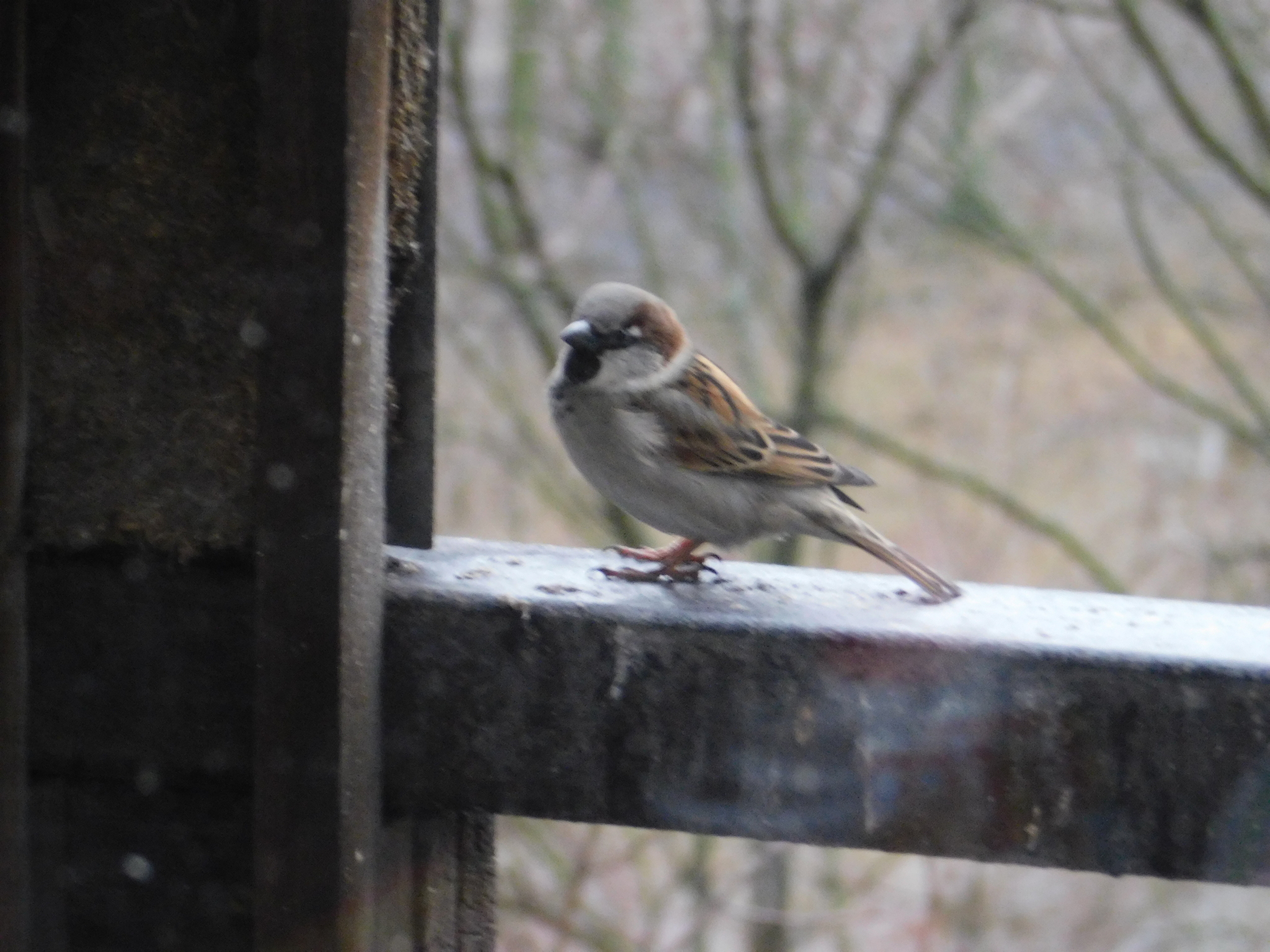 House sparrows on the balcony - My, Sparrow, Bird watching, Saint Petersburg, Ornithology, Longpost