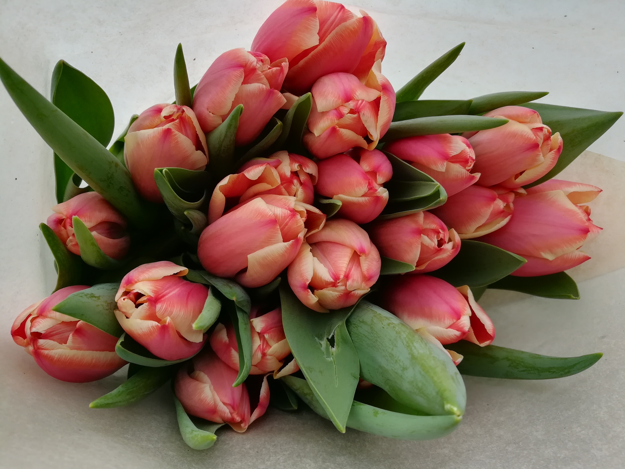 It's time to pick tulips - My, Tulips, The photo, Greenhouse, Longpost