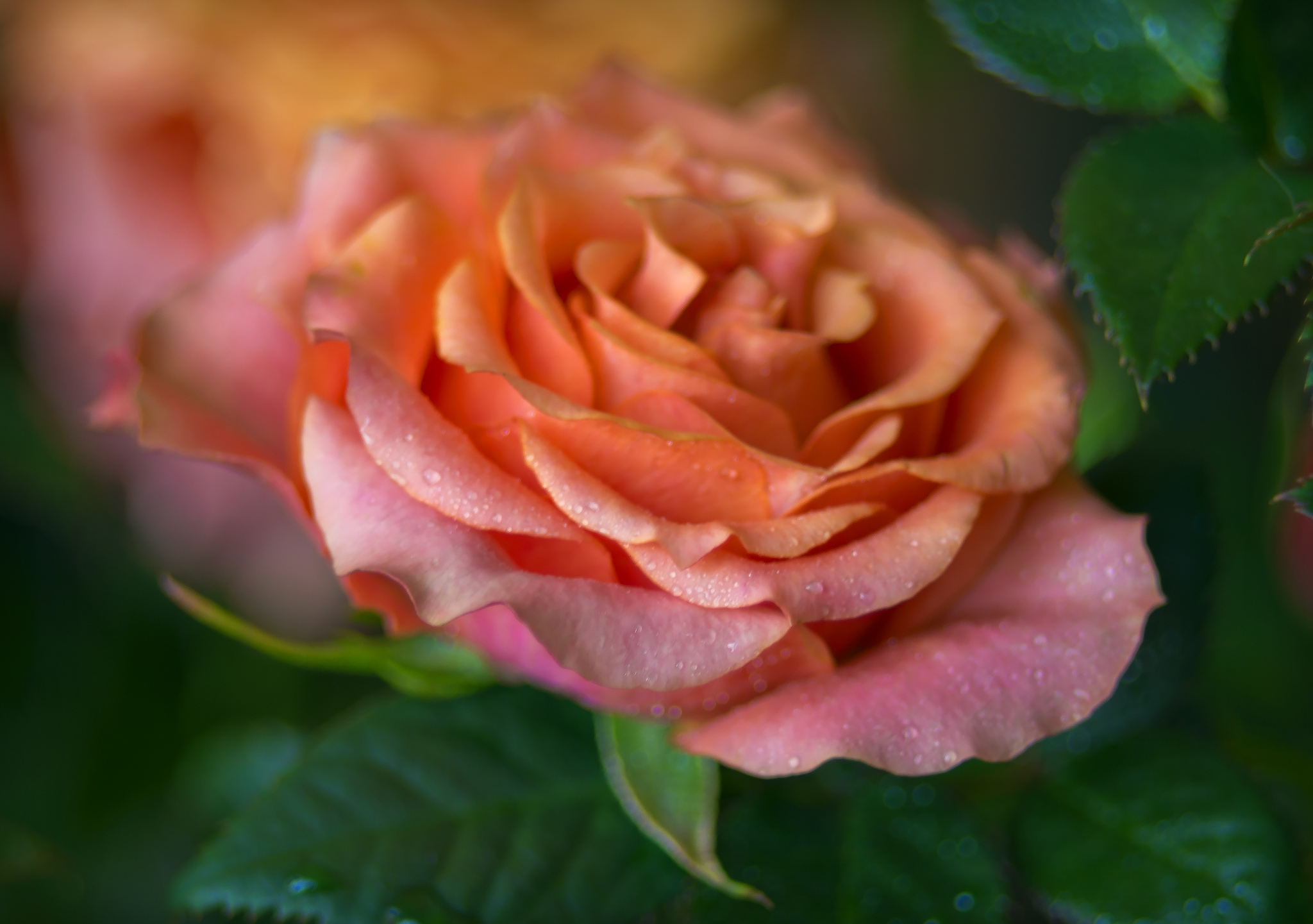 About indoor rose - My, the Rose, Macro photography, Helios, Longpost