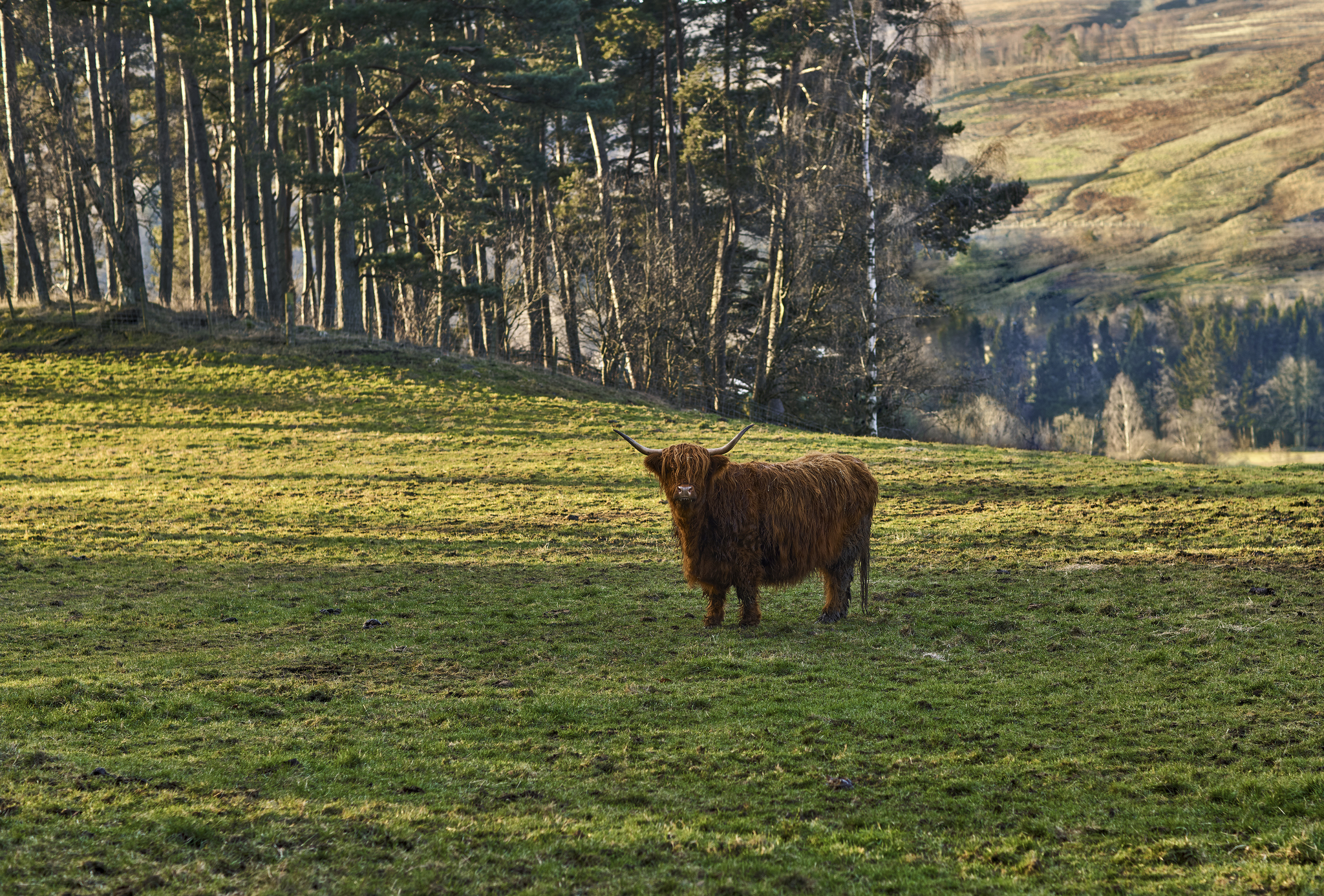 Scotland - My, Scotland, Photo hunting, Animals, Travels, Exotic animals, The photo, Longpost