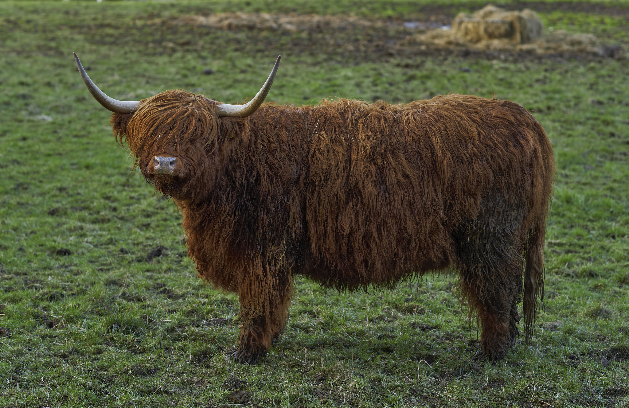 Scotland - My, Scotland, Photo hunting, Animals, Travels, Exotic animals, The photo, Longpost