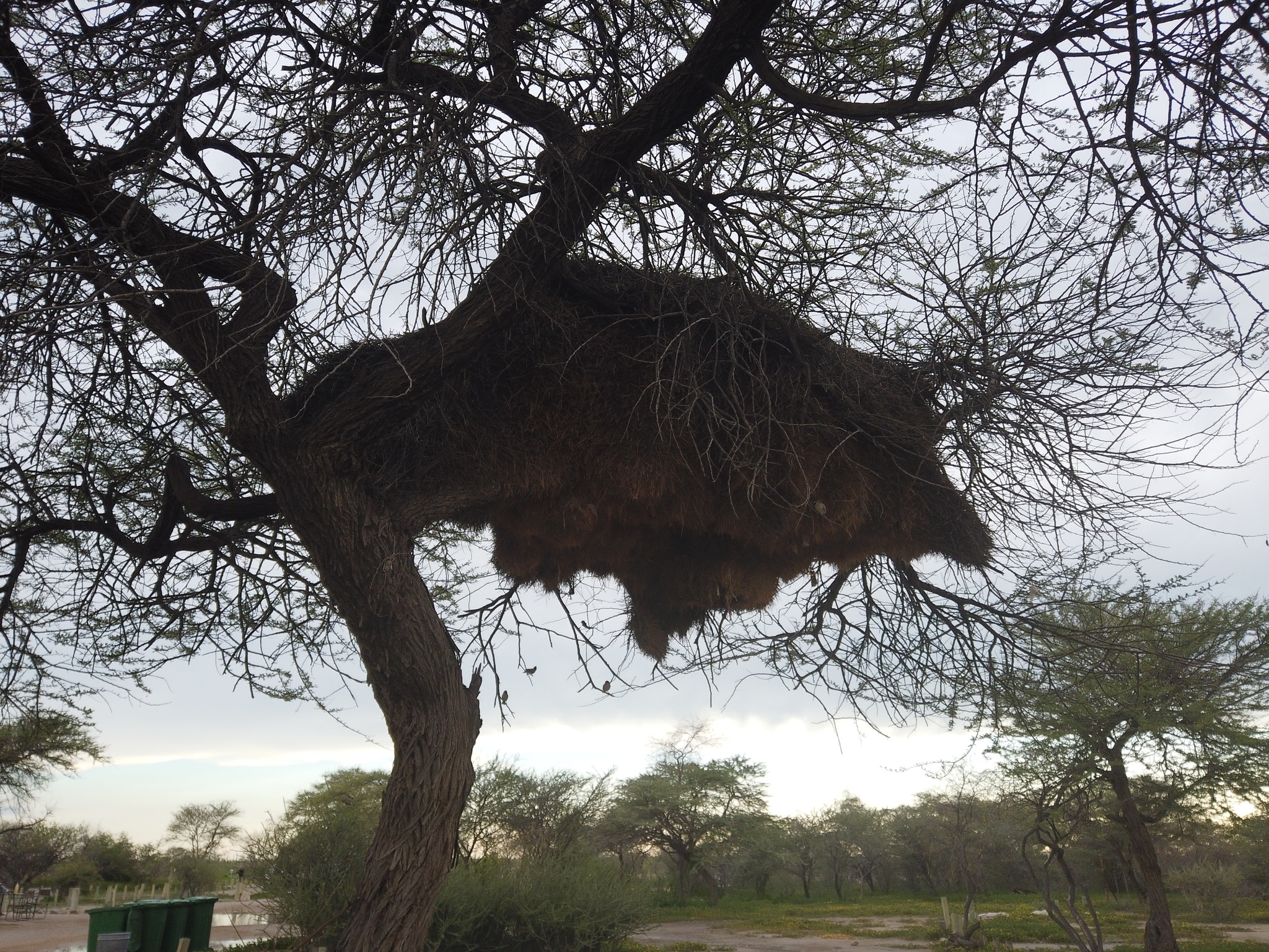 Healthy sparrow nests in Africa - My, Africa, Nest, Longpost, Weavers, Birds