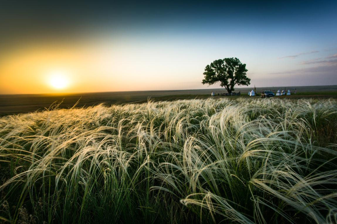 Competition European Tree 2020. A tree from Russia is in 3rd place, voting is still underway, support the pickers - My, National Heritage, The nature of Russia, Nature, Kalmykia, Video, Longpost, Tree, Competition