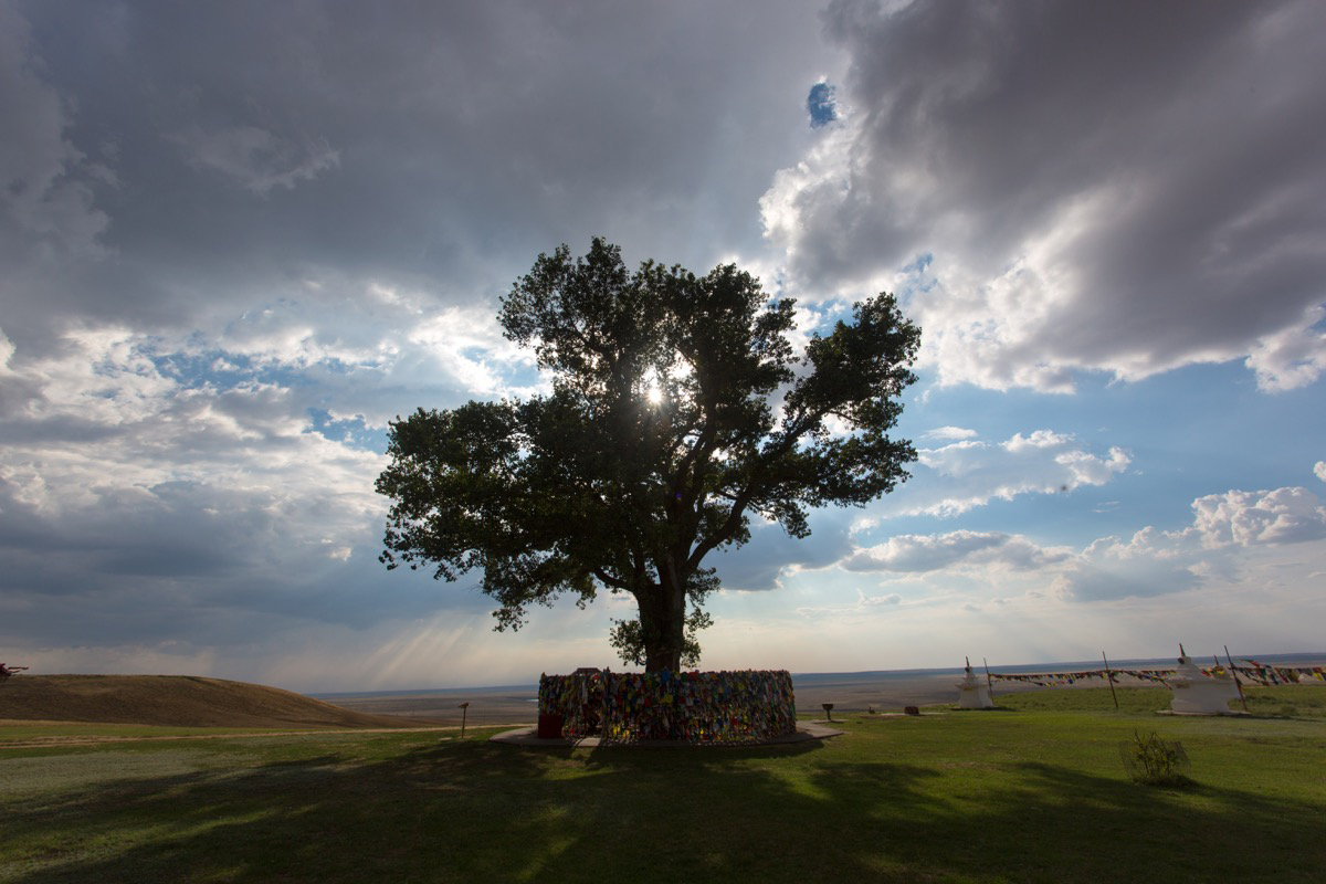 Competition European Tree 2020. A tree from Russia is in 3rd place, voting is still underway, support the pickers - My, National Heritage, The nature of Russia, Nature, Kalmykia, Video, Longpost, Tree, Competition