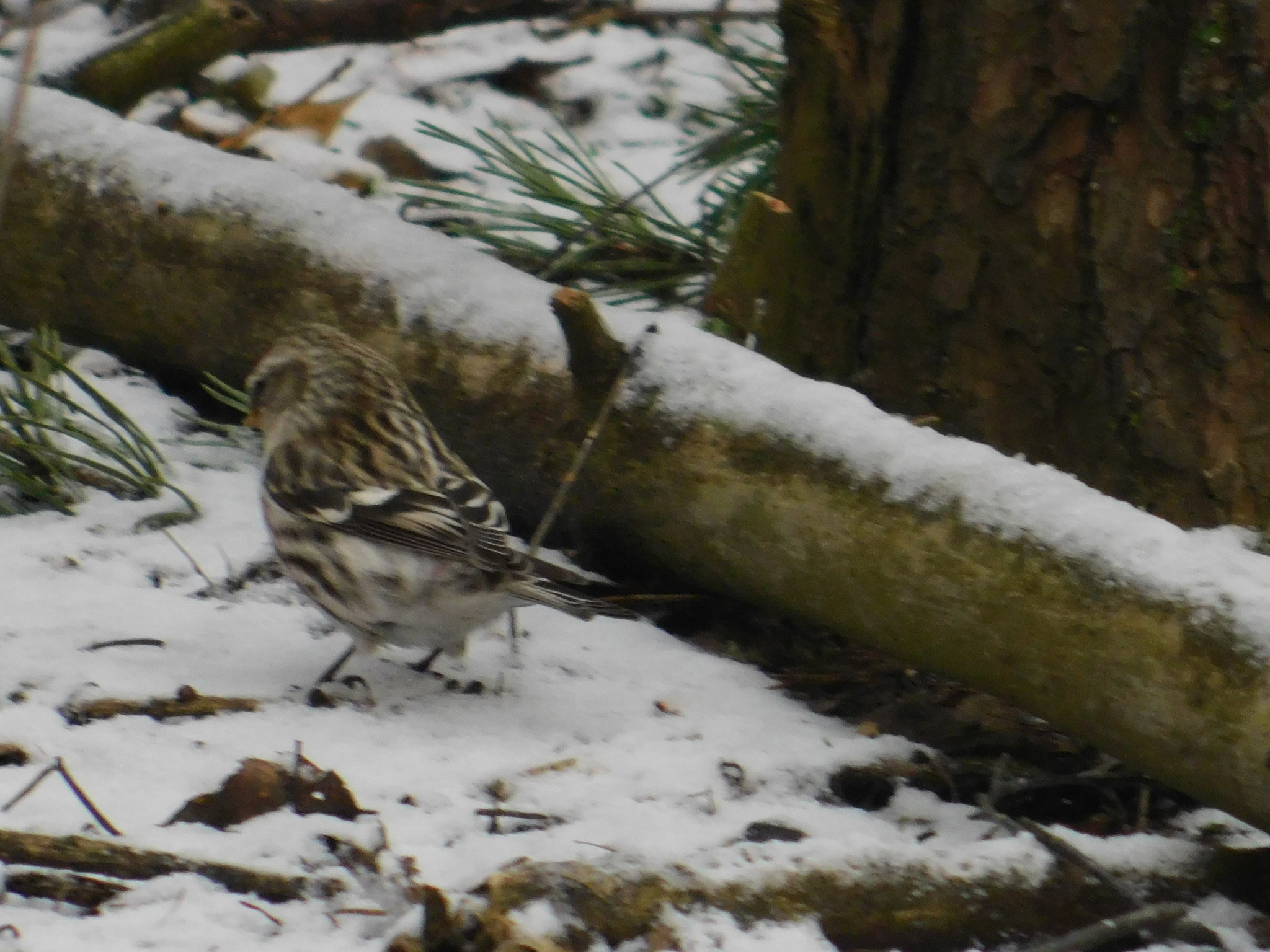 Tap dancing in a flock of siskins. Sosnovka Park. 02/15/2020 - My, Ornithology, Sosnovka Park, Saint Petersburg, Bird watching, Family finchidae, Video, Longpost