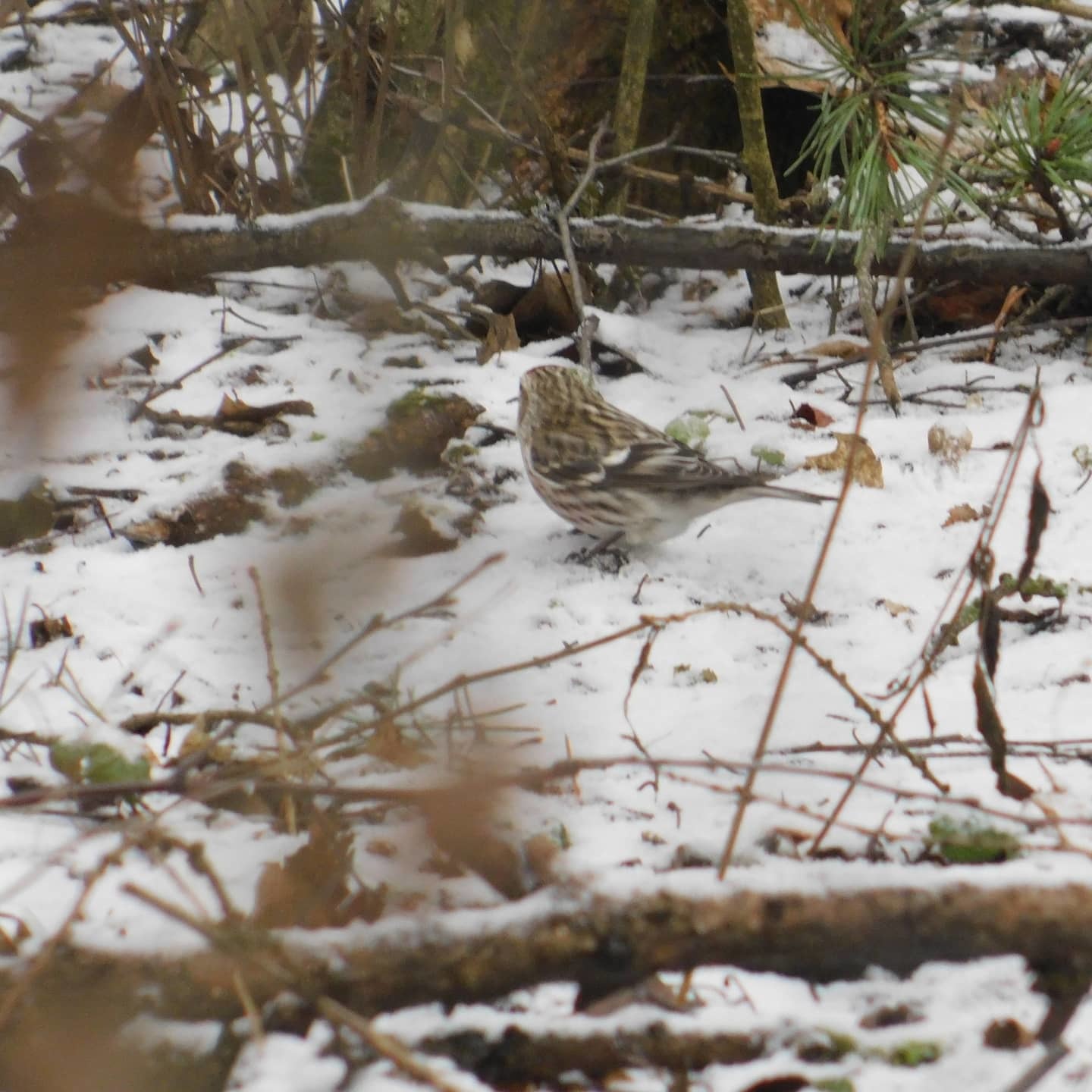 Tap dancing in a flock of siskins. Sosnovka Park. 02/15/2020 - My, Ornithology, Sosnovka Park, Saint Petersburg, Bird watching, Family finchidae, Video, Longpost