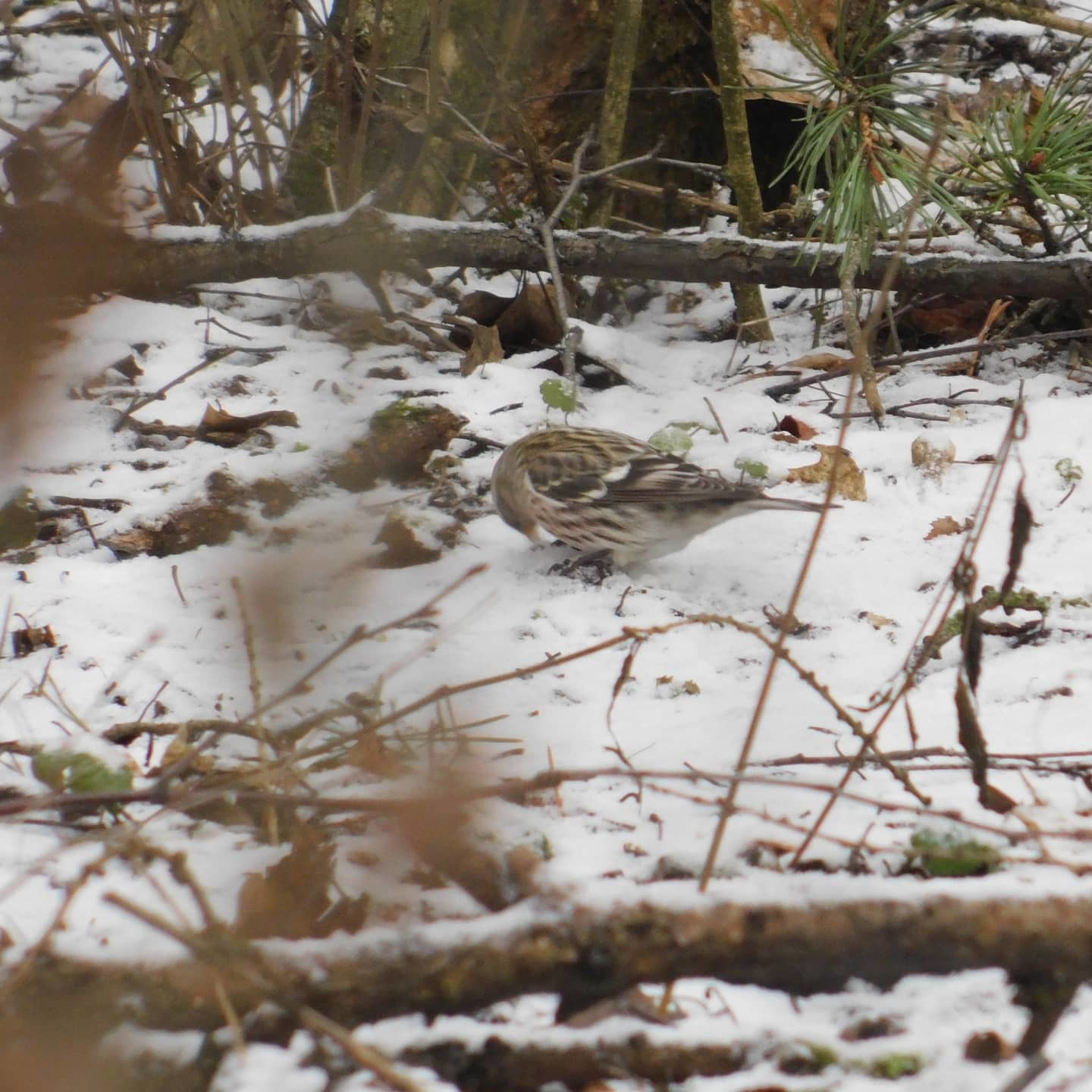 Tap dancing in a flock of siskins. Sosnovka Park. 02/15/2020 - My, Ornithology, Sosnovka Park, Saint Petersburg, Bird watching, Family finchidae, Video, Longpost