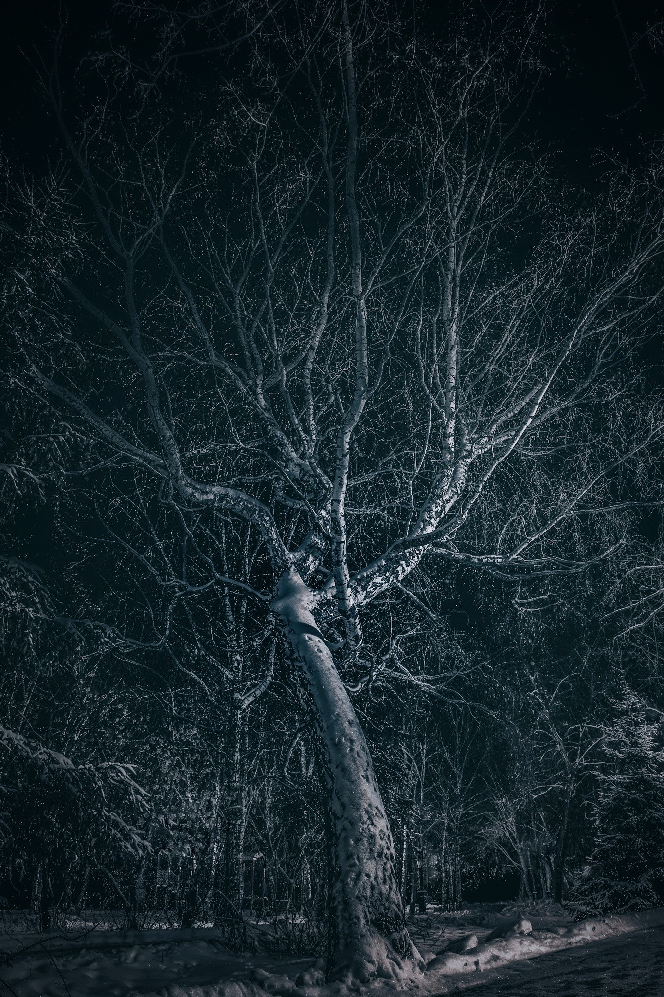 Darkness - My, Tree, Birch, Beginning photographer, Canon 70d, Tobolsk, Night