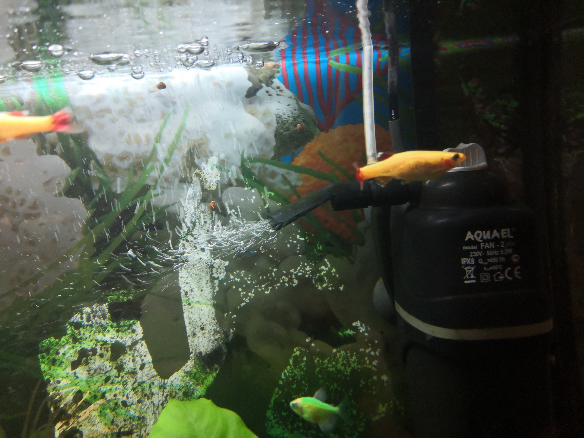 Help me identify what kind of fish this is - My, Aquarium, Aquarium fish, Beginning