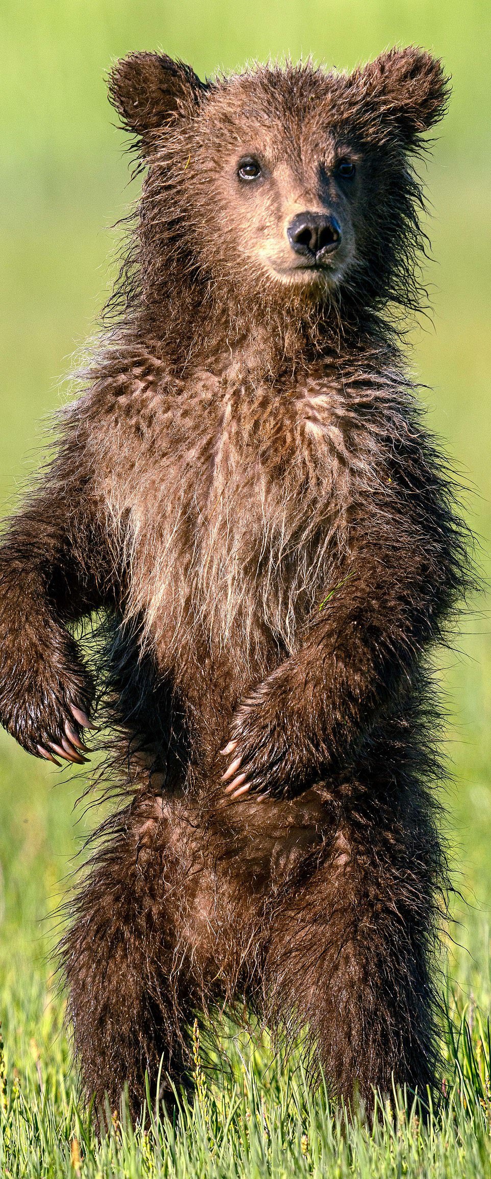 Large bear family - The Bears, Young, Longpost