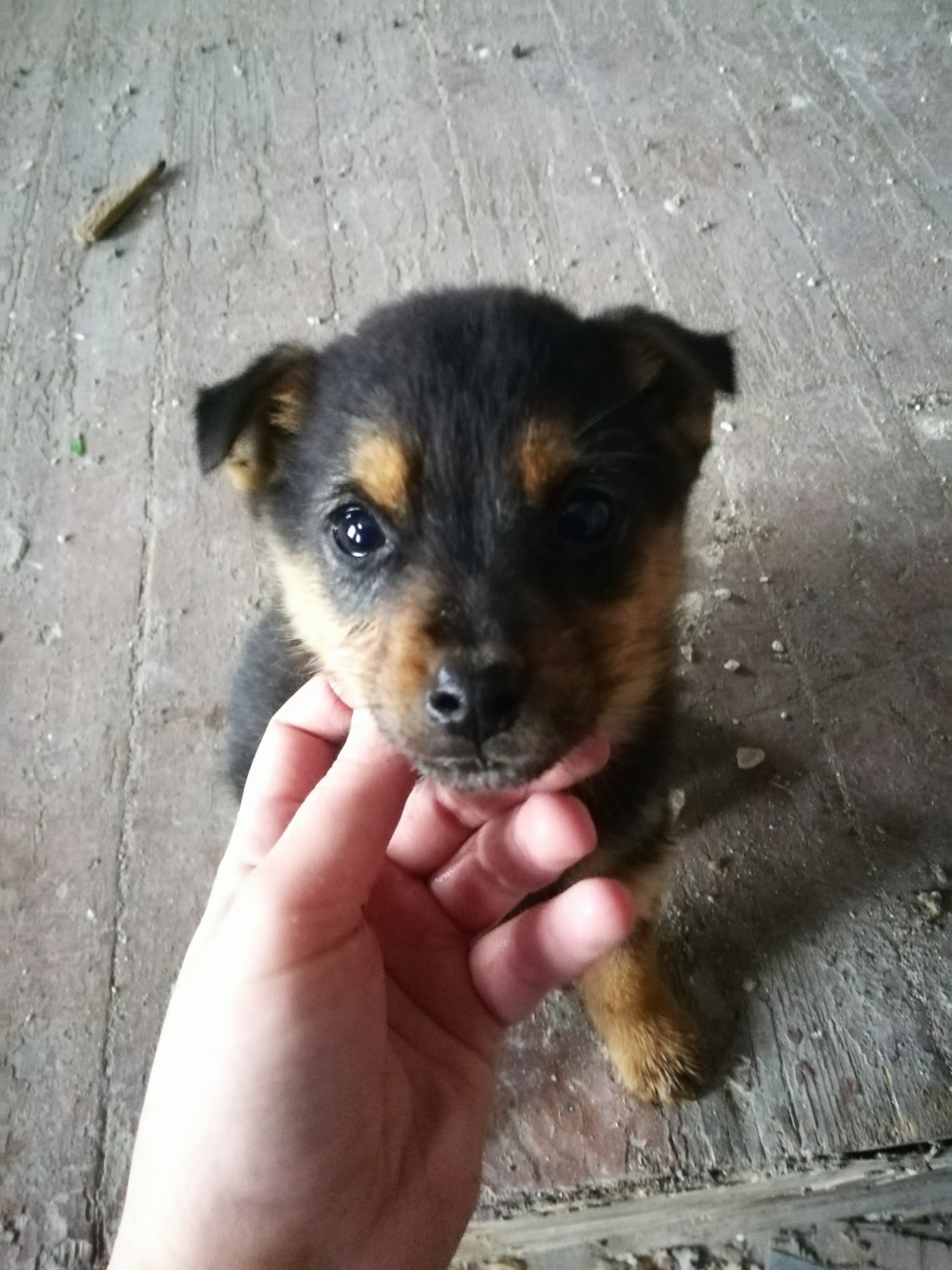 Volgograd - No rating, In good hands, House, Puppies, Longpost, Dog, Volgograd