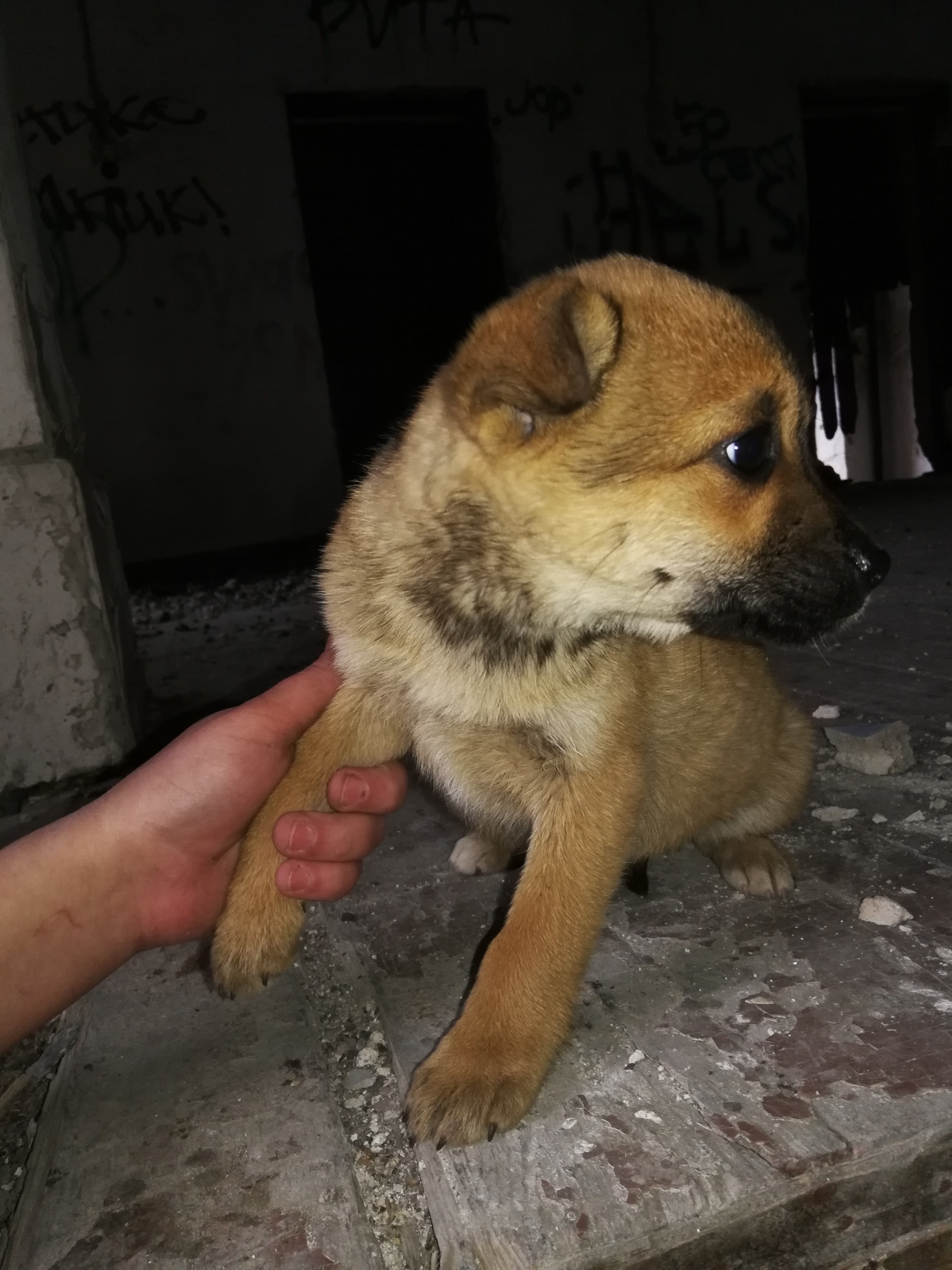 Volgograd - No rating, In good hands, House, Puppies, Longpost, Dog, Volgograd