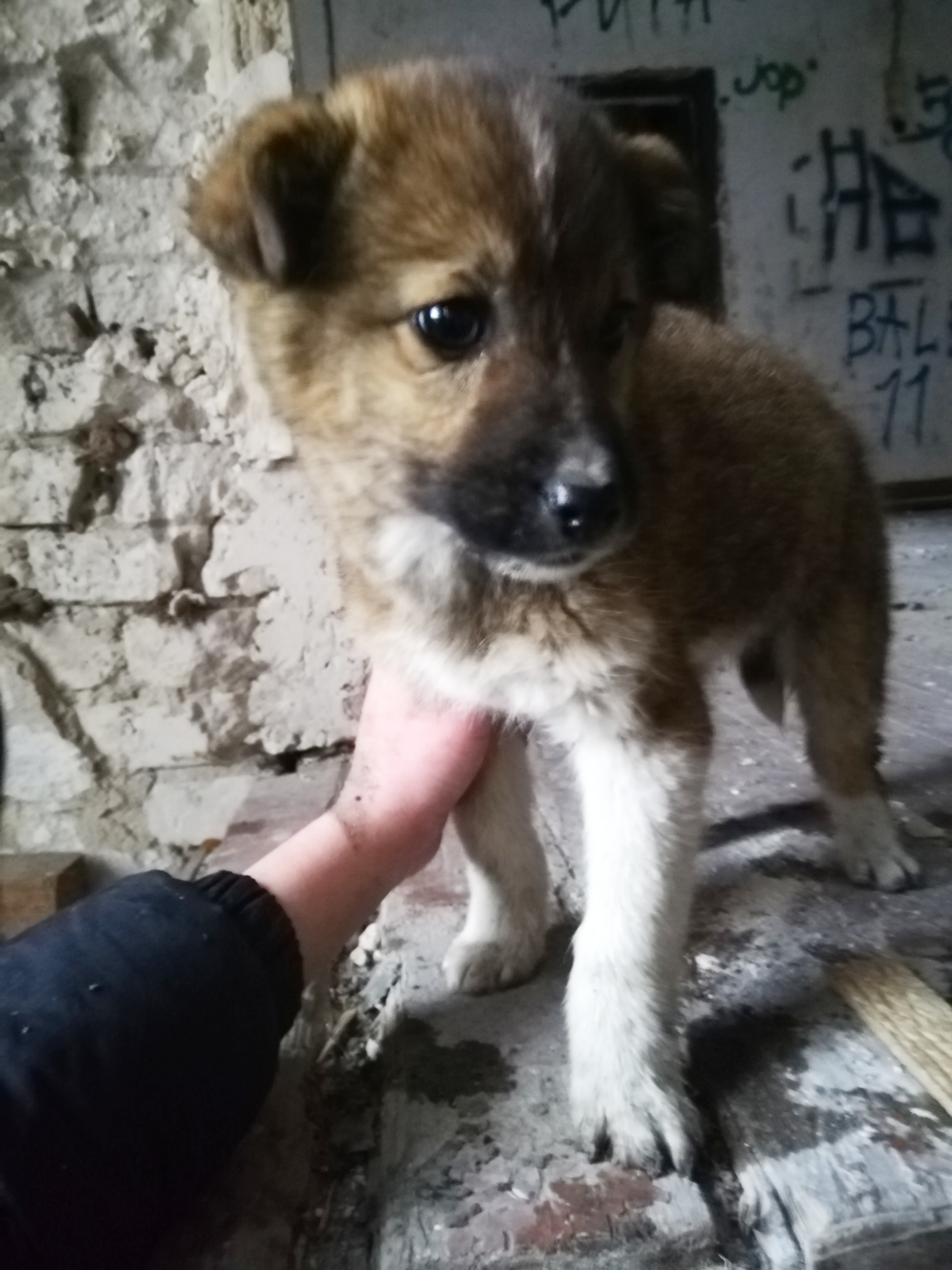 Volgograd - No rating, In good hands, House, Puppies, Longpost, Dog, Volgograd