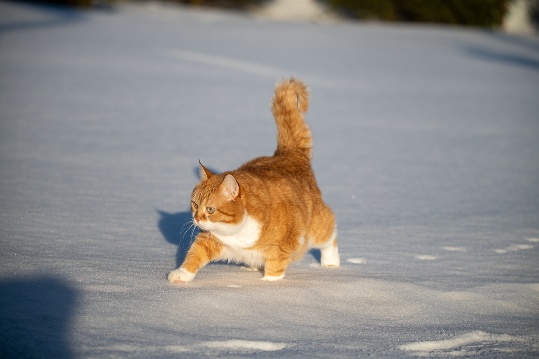 Red on Fridays - My, cat, Catomafia, The photo, Longpost