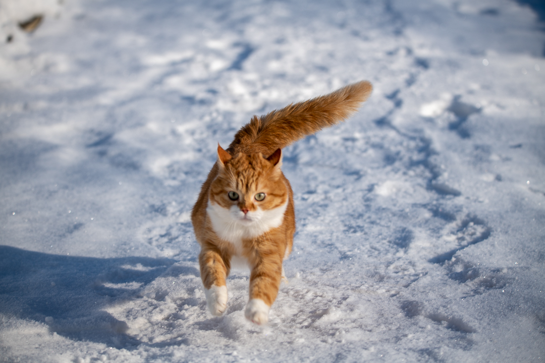 Red on Fridays - My, cat, Catomafia, The photo, Longpost