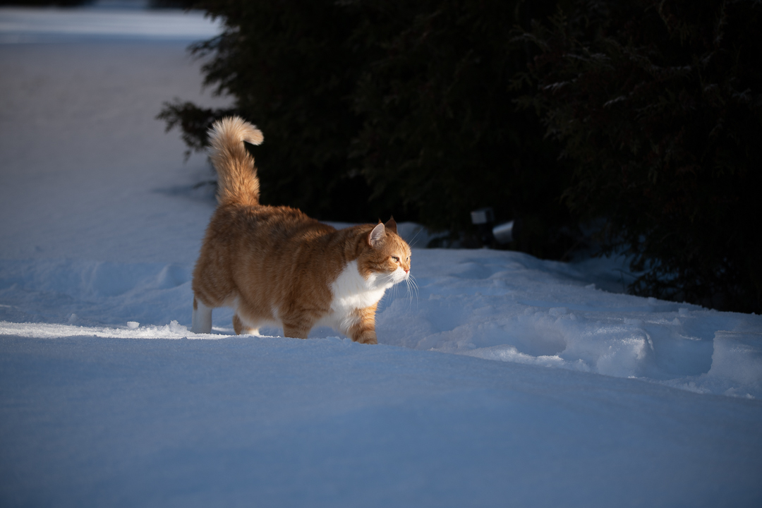 Red on Fridays - My, cat, Catomafia, The photo, Longpost