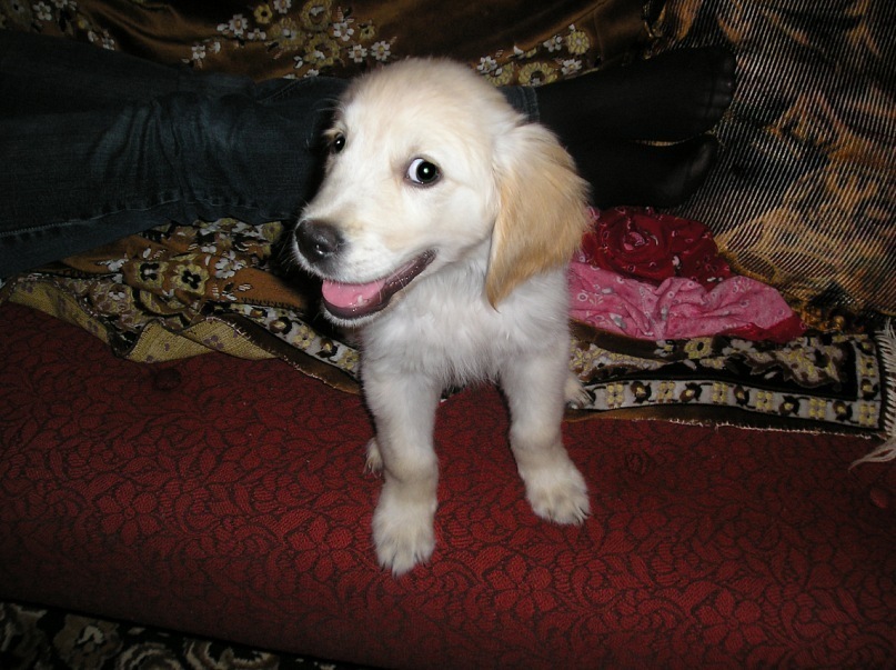 Joy - My, Golden retriever, Good boy, Dog, Friend, Longpost, Negative