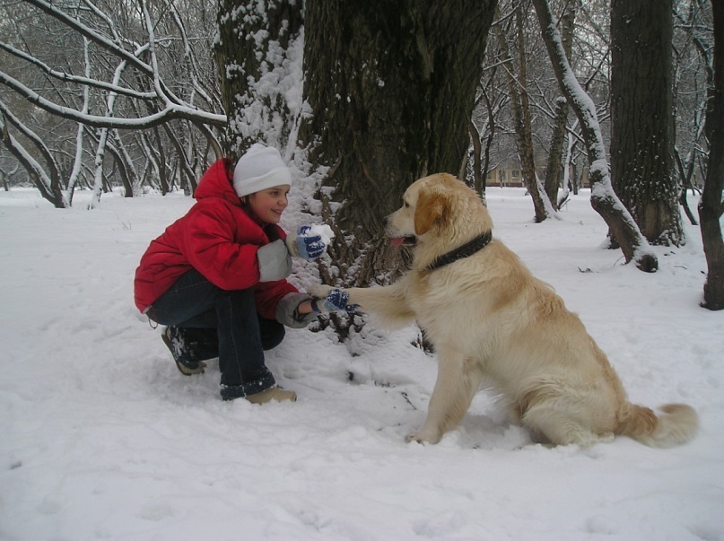 Joy - My, Golden retriever, Good boy, Dog, Friend, Longpost, Negative