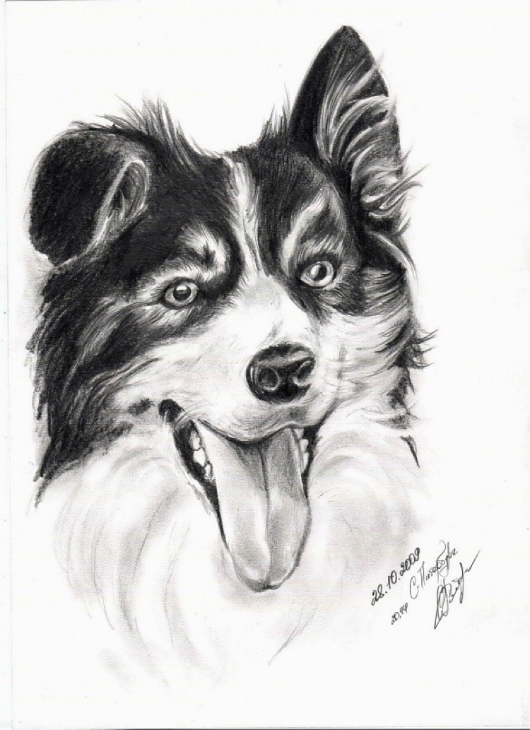 Friend - My, Pencil drawing, Drawing lessons, Dog