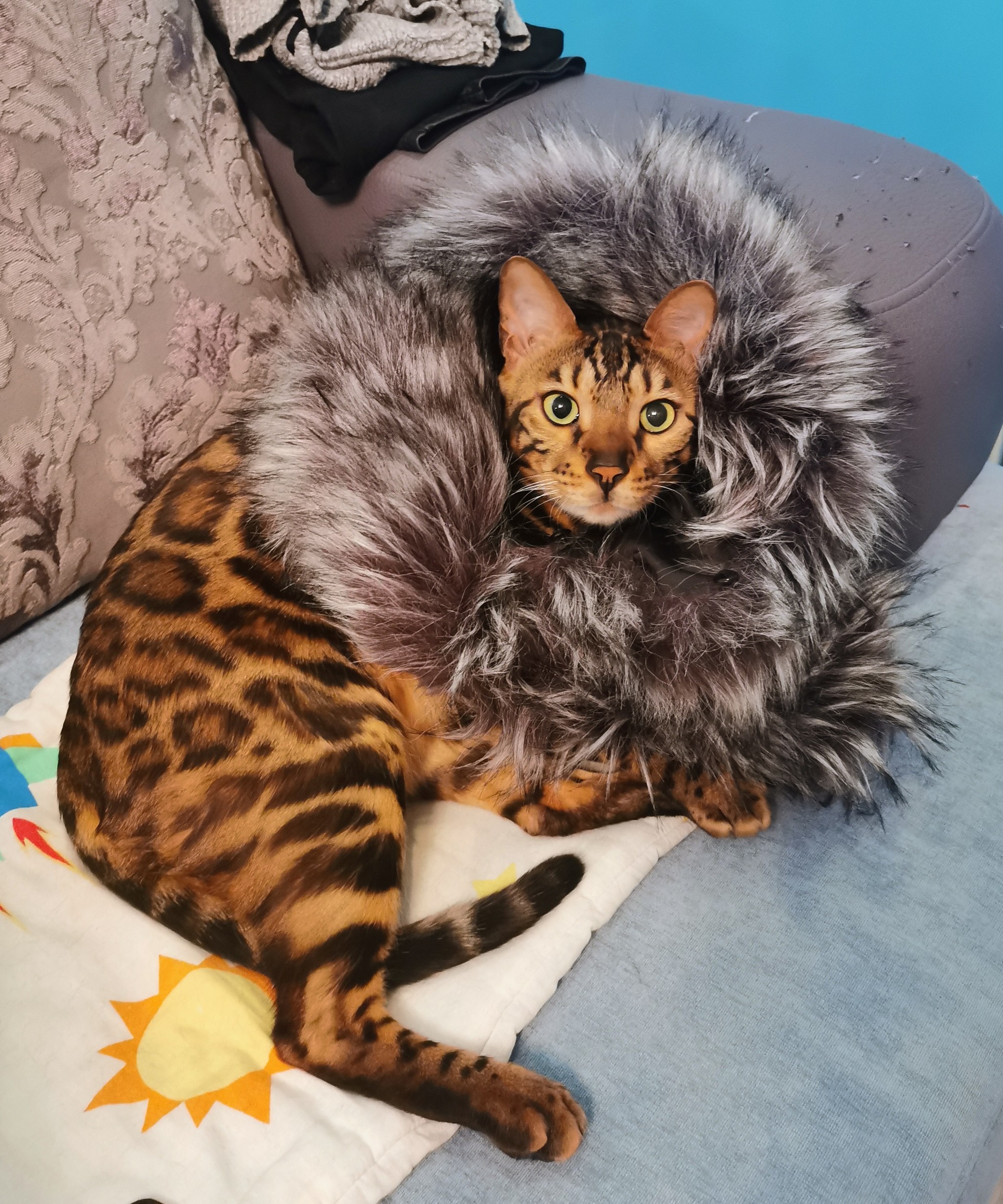 Leon the cat, king of the one-room apartment :D - My, cat, Leon, Pets, Pets, Bengal cat