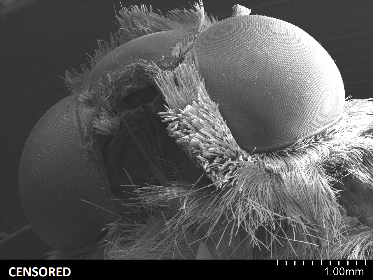 Бабочка под электронным микроскопом. Красота при увеличении 10 000 крат | Пикабу
