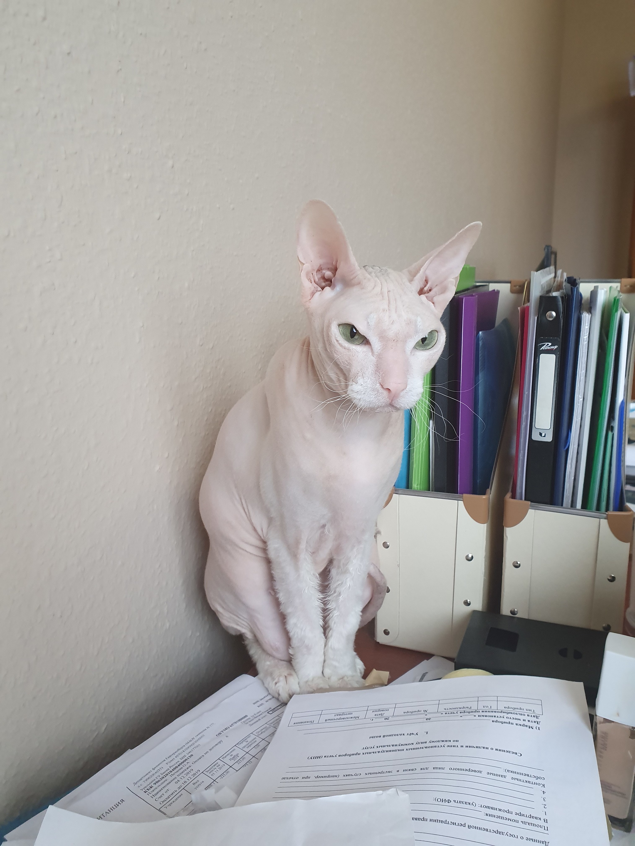 So will you feed me or not? Or how to attract the attention of the chief accountant during the reporting period... - My, Accounting department, cat house, Pets, Sphinx, cat