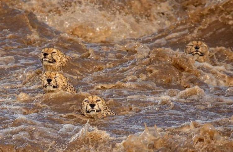 Не все коты любят воду - Вода, Гепард