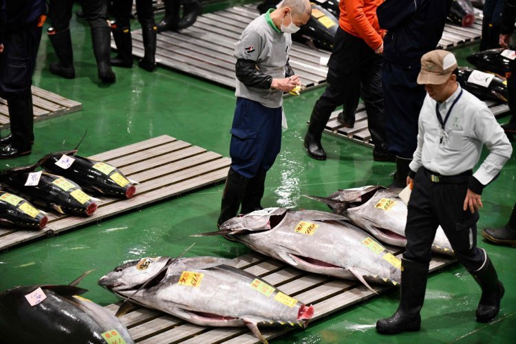 В Японии продали тунца за 1,8 млн долларов | Пикабу