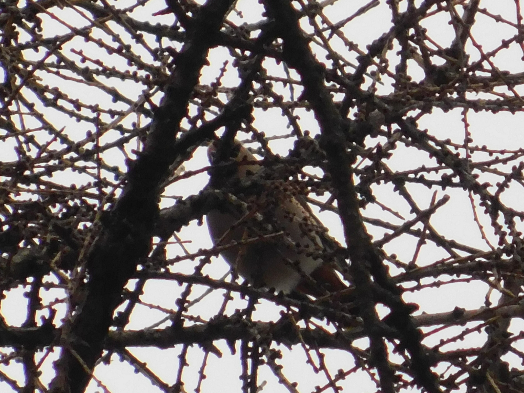 Waxwings in the Central Park of Culture and Culture. 02/23/2020 - My, Waxwing, Bird watching, Cpcchio, Saint Petersburg, Ornithology, Birds, Larch, Longpost