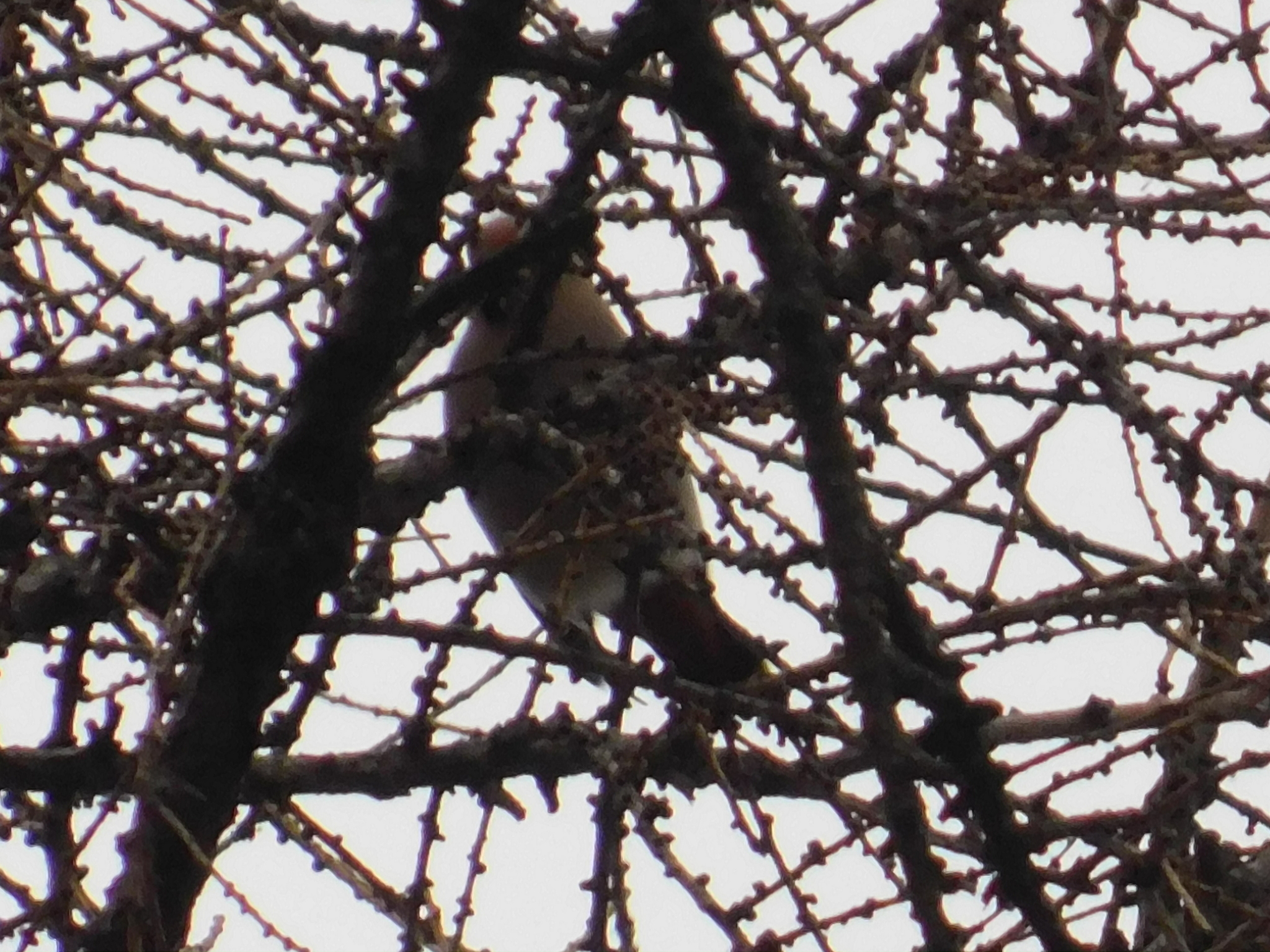 Waxwings in the Central Park of Culture and Culture. 02/23/2020 - My, Waxwing, Bird watching, Cpcchio, Saint Petersburg, Ornithology, Birds, Larch, Longpost