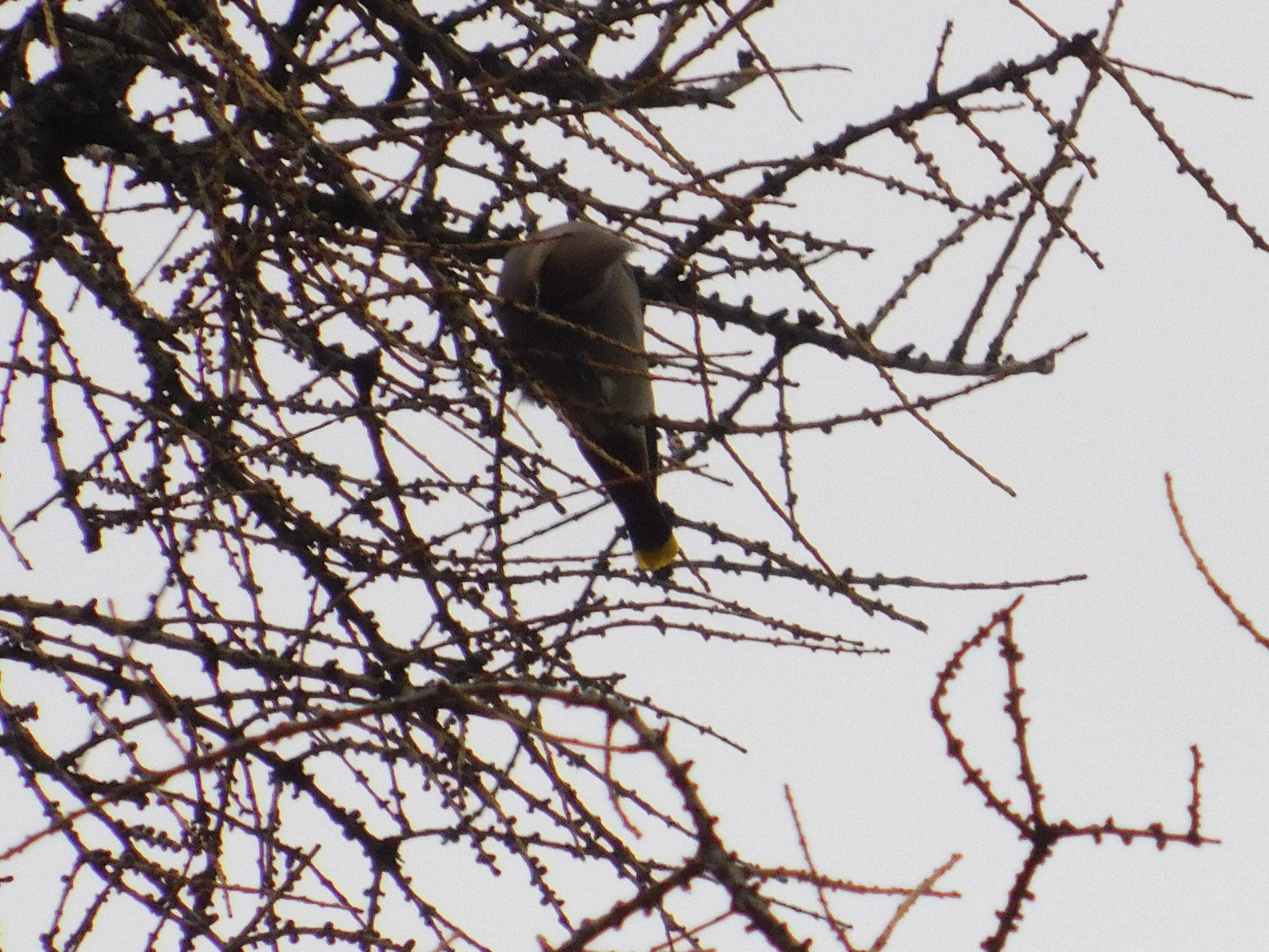 Waxwings in the Central Park of Culture and Culture. 02/23/2020 - My, Waxwing, Bird watching, Cpcchio, Saint Petersburg, Ornithology, Birds, Larch, Longpost