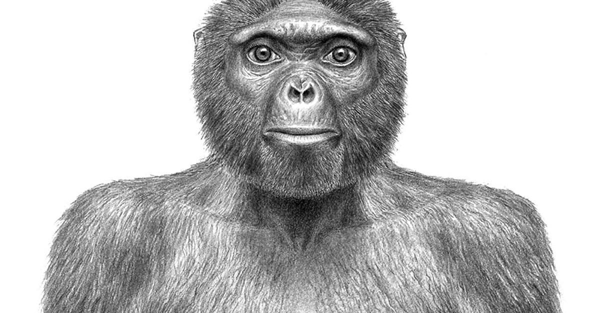 Intelligence. How did a person grow a brain, and not claws, teeth or hooves? (Part two. An ode to australopithecines) - My, The science, Evolution, Biology, People, Monkey, Facts, Brain, GIF, Longpost