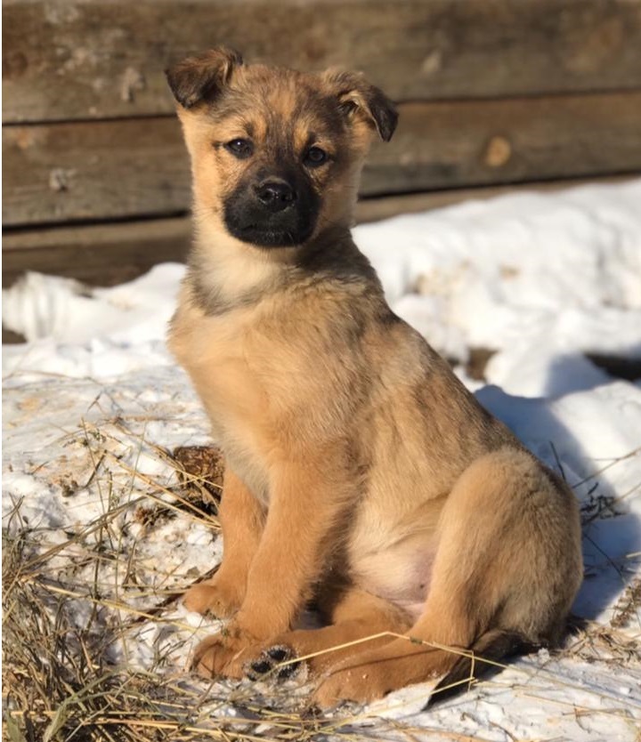 Girl puppy looking for a family - My, Irkutsk, No rating, Dog, In good hands, Pets, Longpost