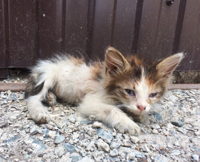 Cloudberry. Before and after - cat, Shelter, Animal Rescue, Charity, Orenburg, Video, Longpost