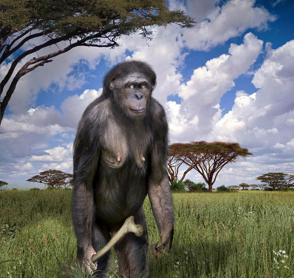 Intelligence. How did a person grow a brain, and not claws, teeth or hooves? (Part two. An ode to australopithecines) - My, The science, Evolution, Biology, People, Monkey, Facts, Brain, GIF, Longpost