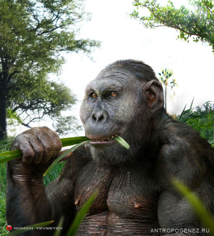 Intelligence. How did a person grow a brain, and not claws, teeth or hooves? (Part two. An ode to australopithecines) - My, The science, Evolution, Biology, People, Monkey, Facts, Brain, GIF, Longpost