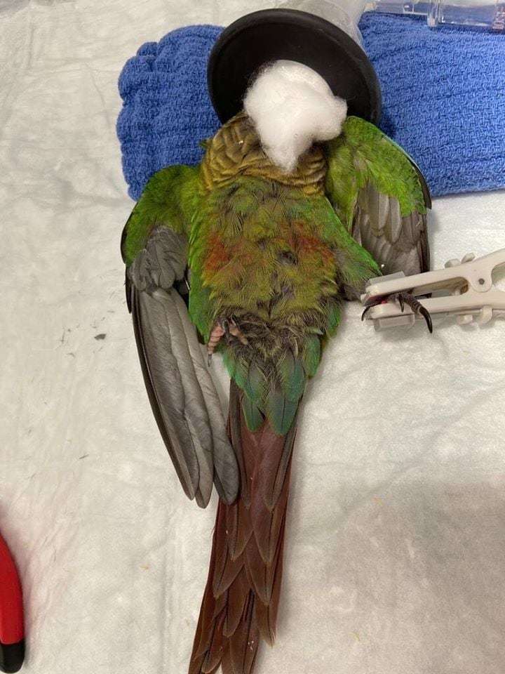 The parrot's wings were cut off, but veterinarians were able to attach new ones. Now the bird can fly again! - A parrot, Birds, Wings, Australia, Vet, Longpost