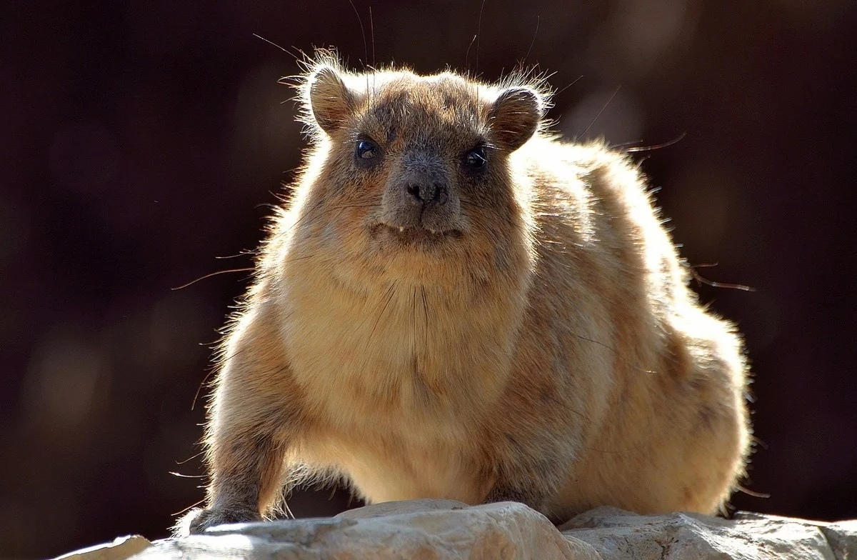 Daman is not a quokka! - Animals, Damans, Longpost