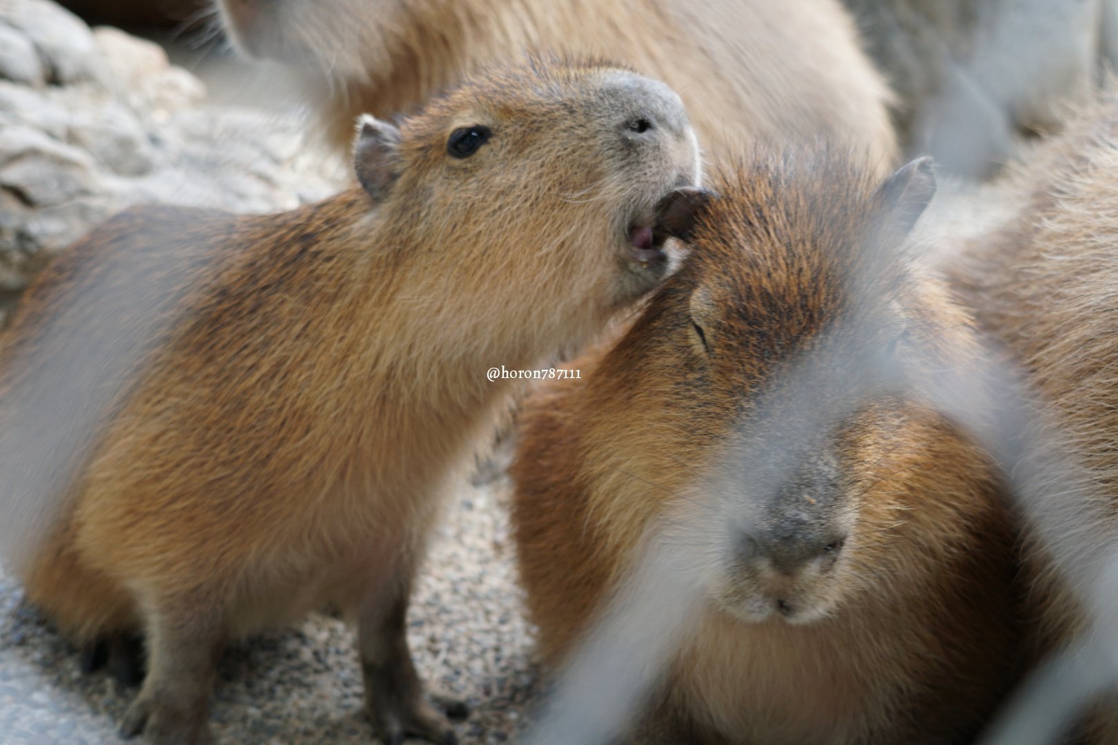 Capybarium bite - Capybara, Kus, Animals, Twitter