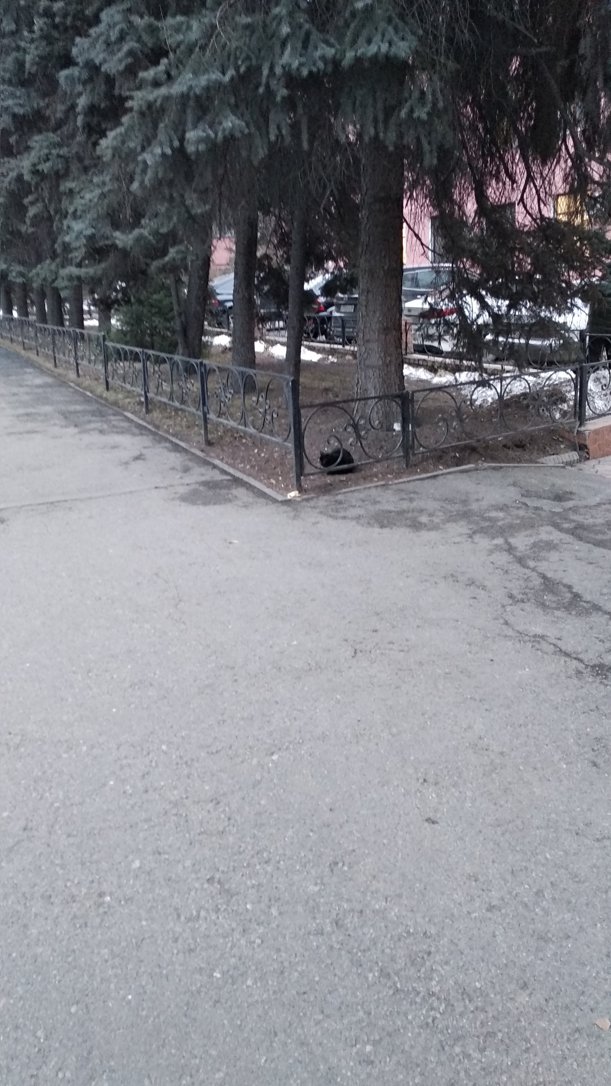 Lost cat in Almaty - No rating, Lost cat, Help, Almaty, Kazakhstan, Longpost, cat