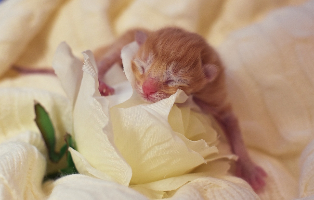 The first hours of a new life - My, cat, Catomafia, Kittens, Pets, Childbirth, Milota, The photo, Pet, Video, Longpost